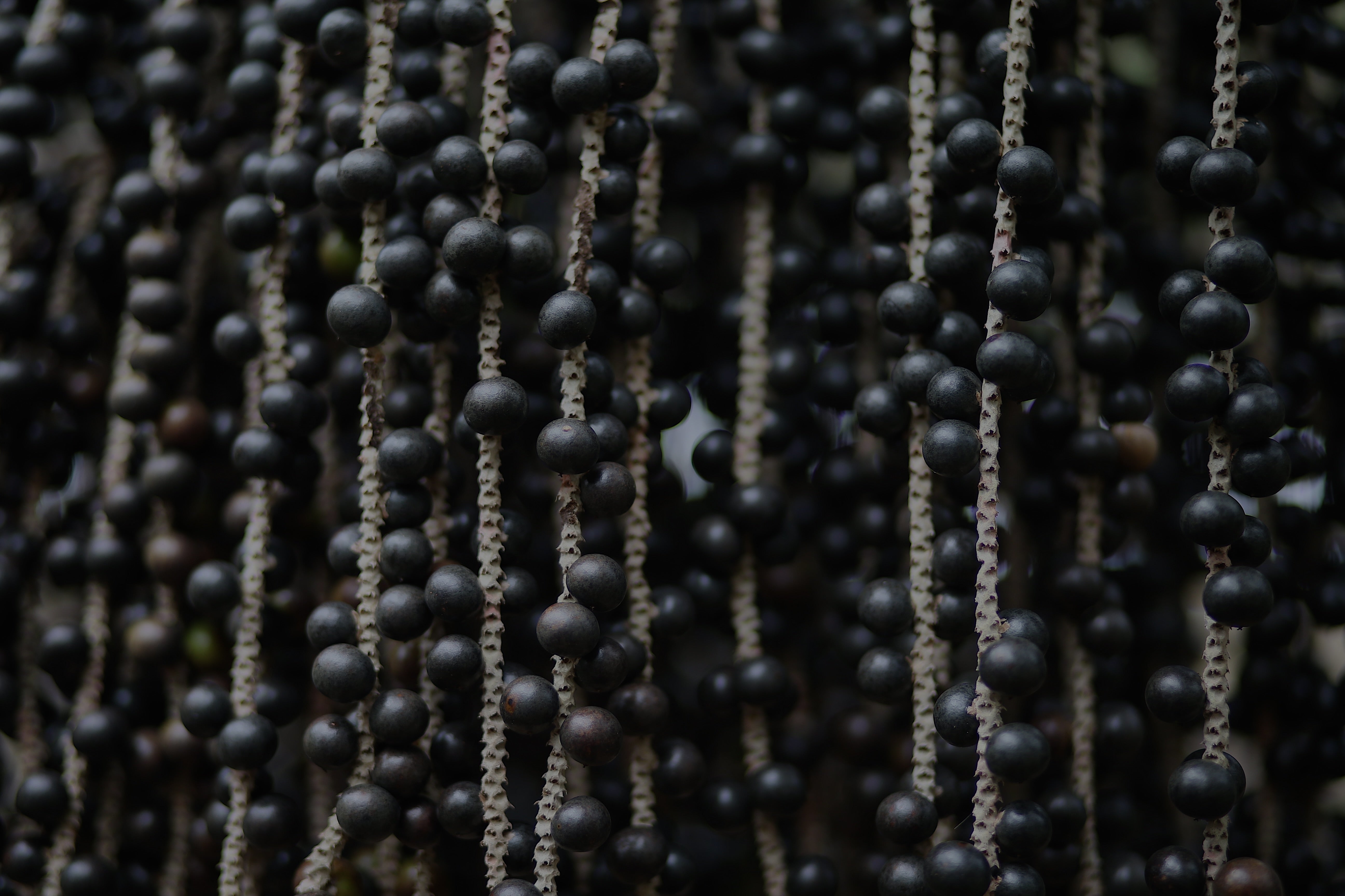 bayas de açaí en la selva amazonas