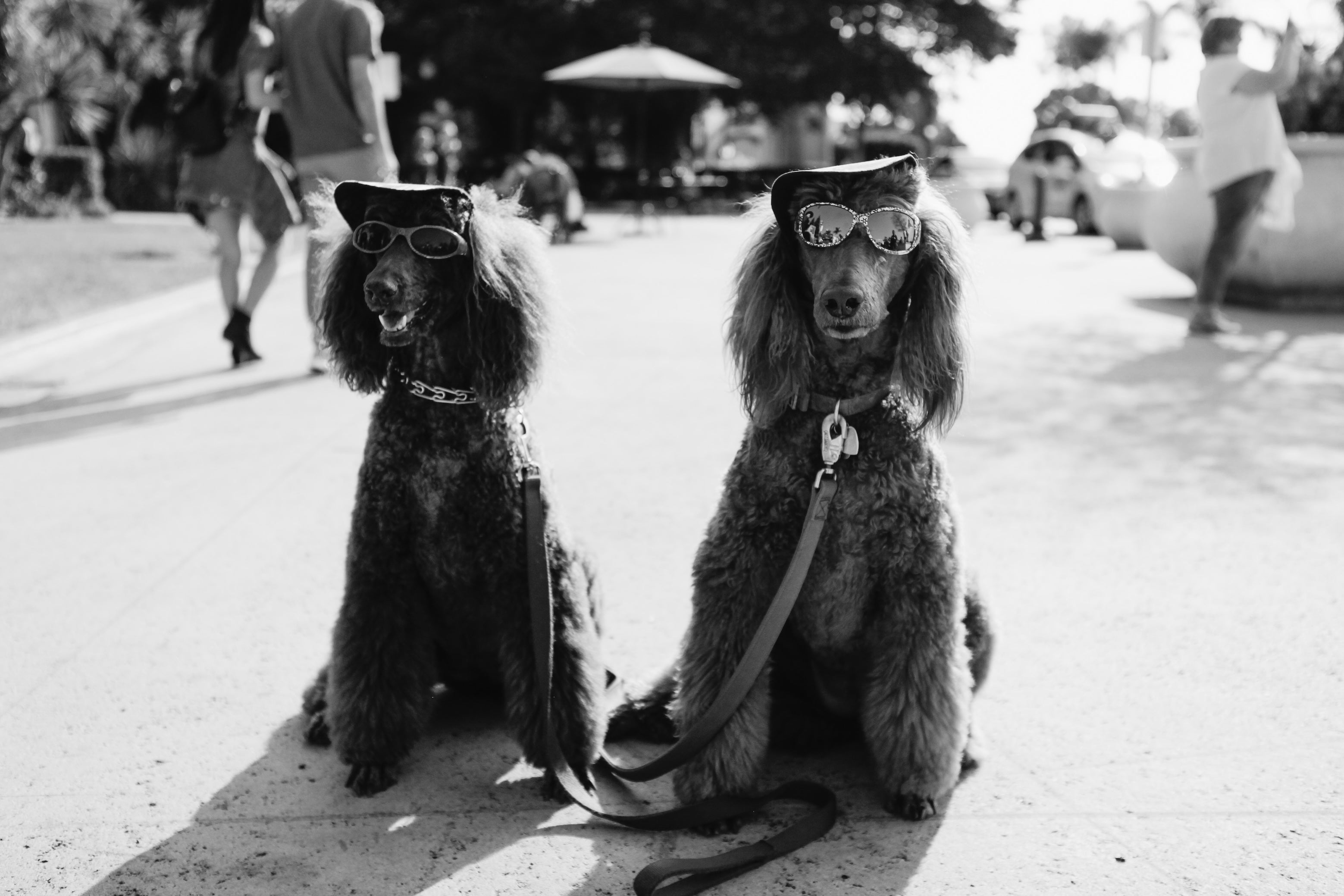 perros vestidos como humanos en la calle